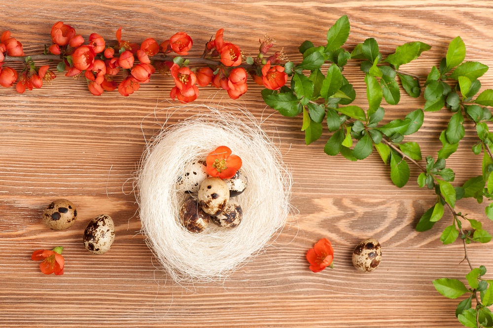 All the Nutrients In Edible Bird’s Nests